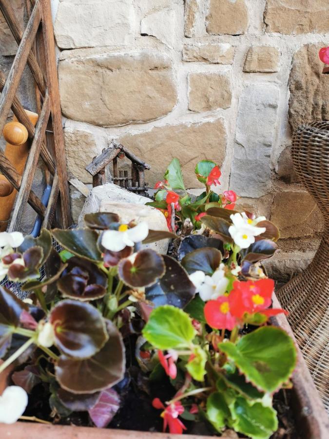 Casa Phoenix Piano Terra Immerso Nel A Pochi Minuti Dalla Ciclabile Pieve di Cadore